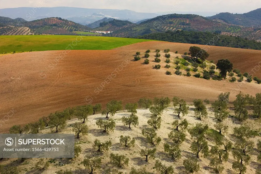 ´Campiña´ landscape. Córdoba province. Andalucia. Spain.