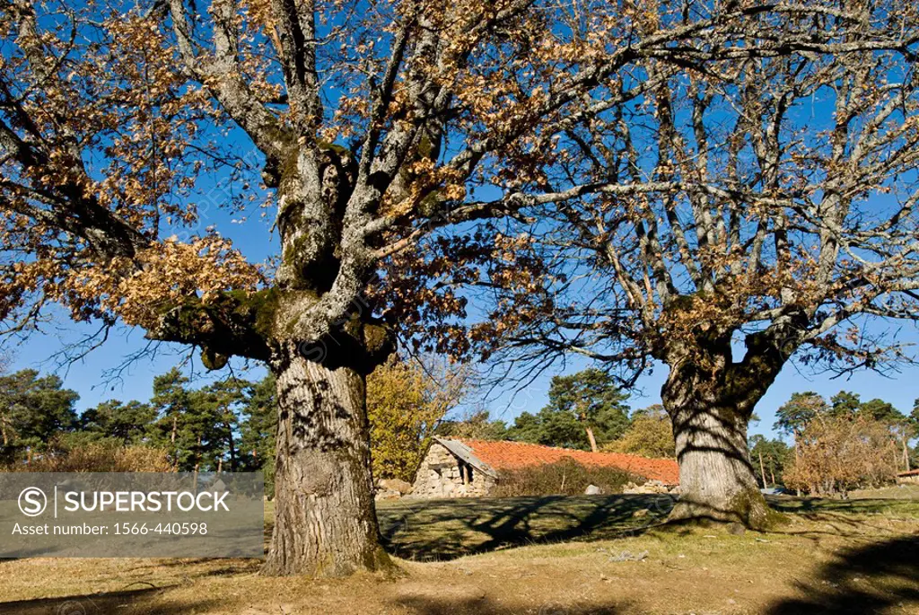 Roble (Quercus pyrenaica).Quintanar de la Sierra. Sierra de la Demanda. Burgos. Spain.