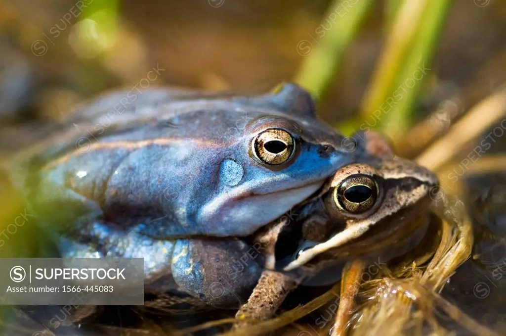 Moor frog (Rana arvalis), mating, blue-coloured male, water pond in Franconia, Bavaria