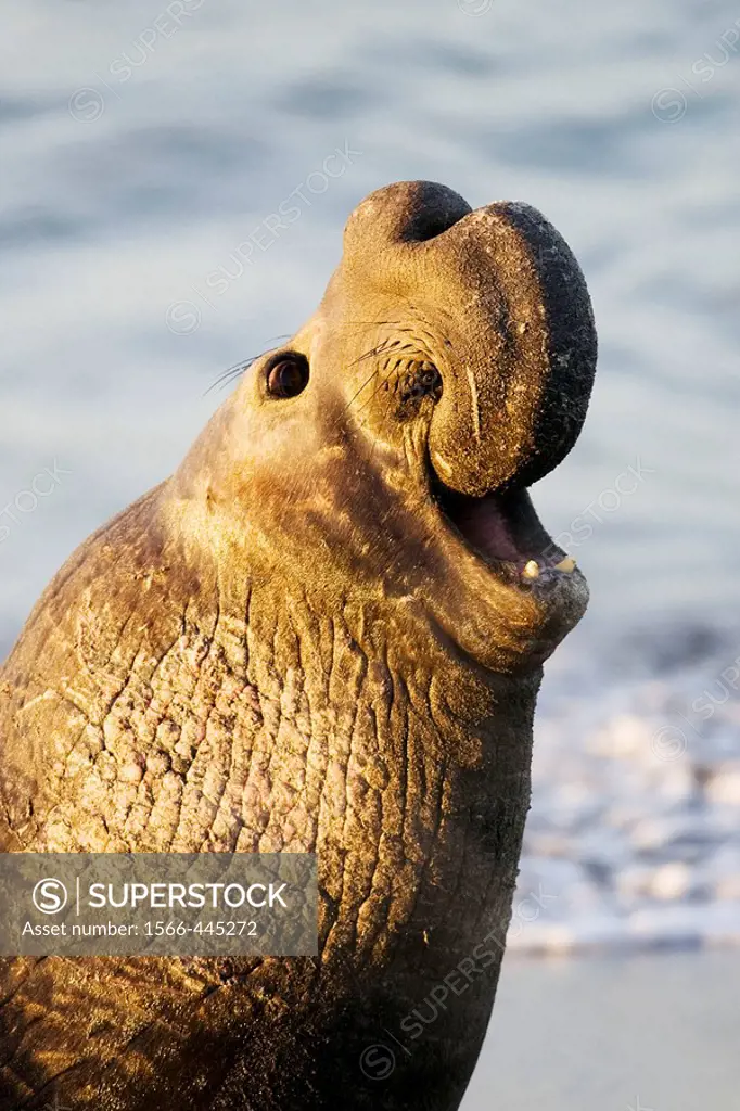 Bull Elephant Seal bellows for dominance on San Simeon beach, California, USA