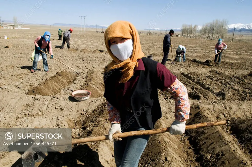 Working in the potato fields in Kazakhstan