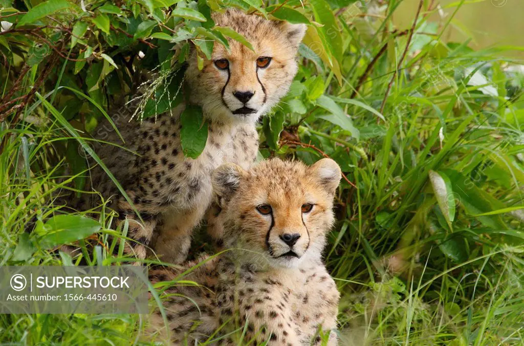Two cheetah cubs sitting in a bush in the Masai Mara, Kenya