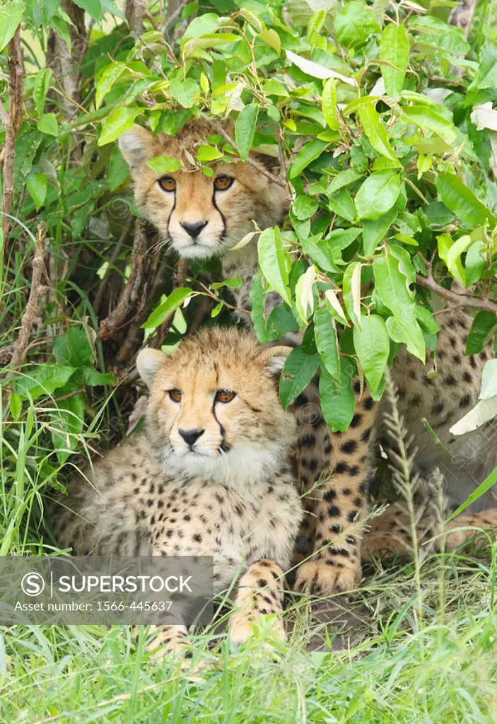 Young cheetah cubs on the plains in the Masai Mara, Kenya