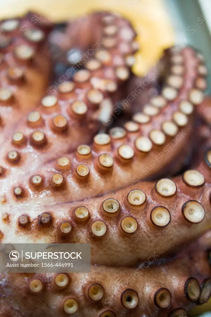 Octopus from the ria of El Ferrol. La Coruña province, Galicia, Spain