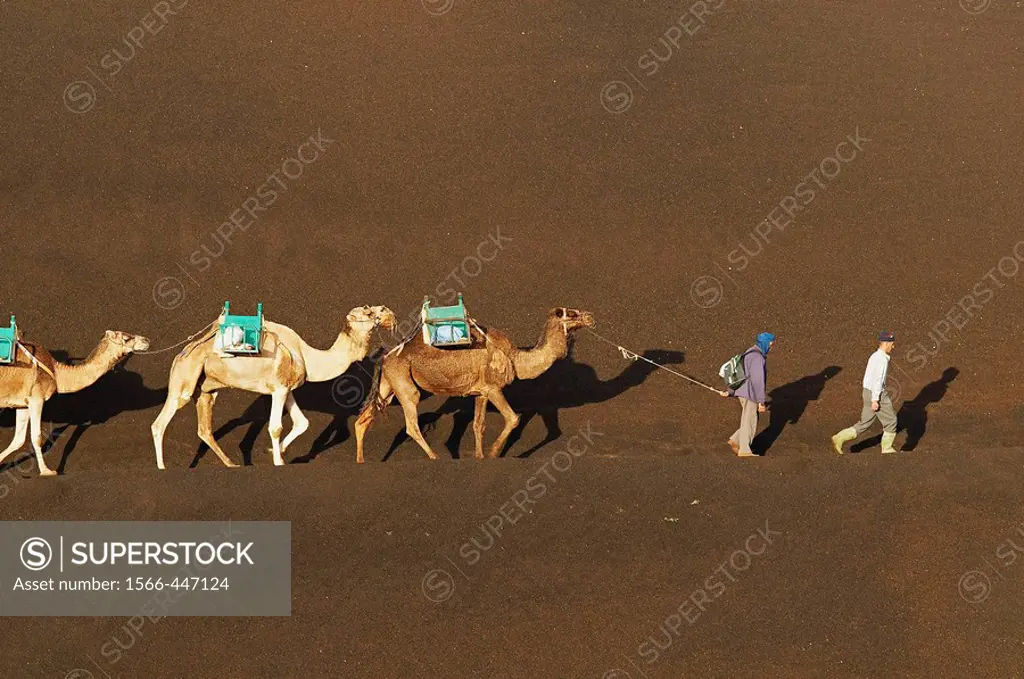 Spain. Canary islands. Lanzarote. Parque Nacional (national park) de Timanfaya, camels.