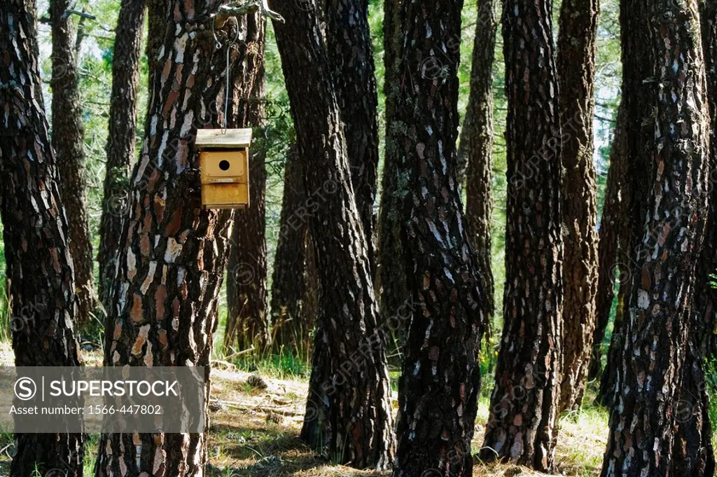 Bird houses in Cerro Santo pinewoods. Sierra de Guadarrama. Madrid province. Spain
