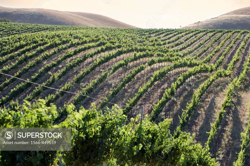 Grape vines at Clayhouse vineyard, Paso Robles, California, USA