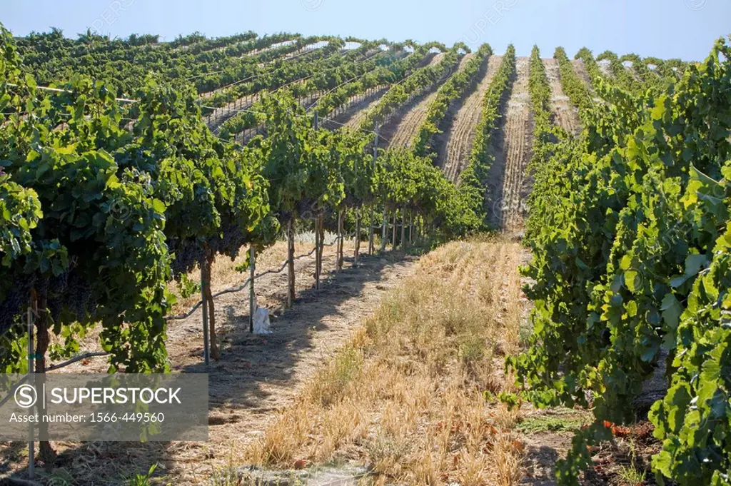 Grape vines at Clayhouse vineyard, Paso Robles, California, USA