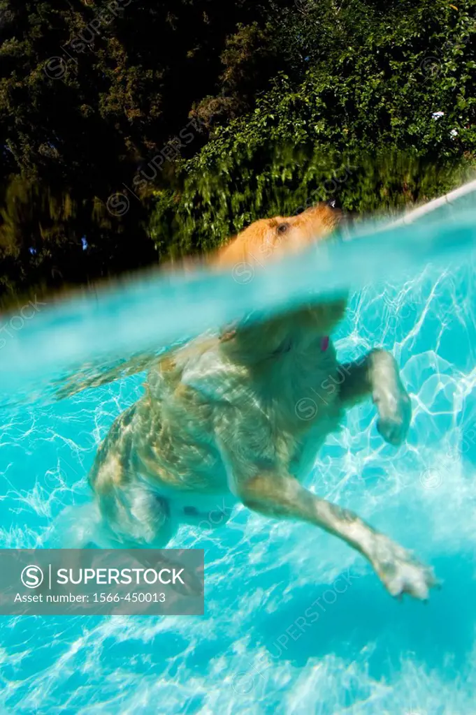 Above and under water image of a swimming dog