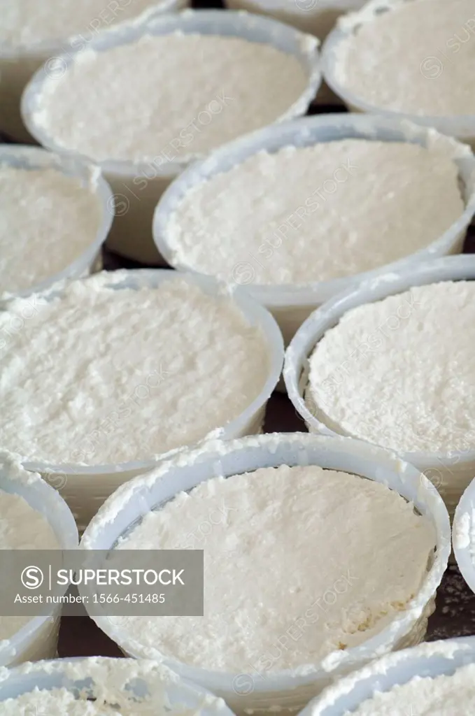 Making of traditional ricotta whey cheese, cheese factory, province of Caserta, Campania, Italy