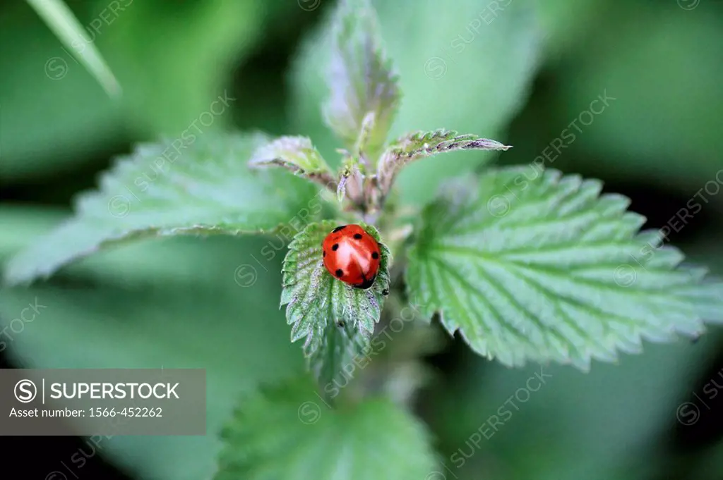 Seven_spot ladybird Coccinella septempunctata on stinging nettle. A seven_spot ladybird scuttles off to hid in the heart of a stinging nettle before a...