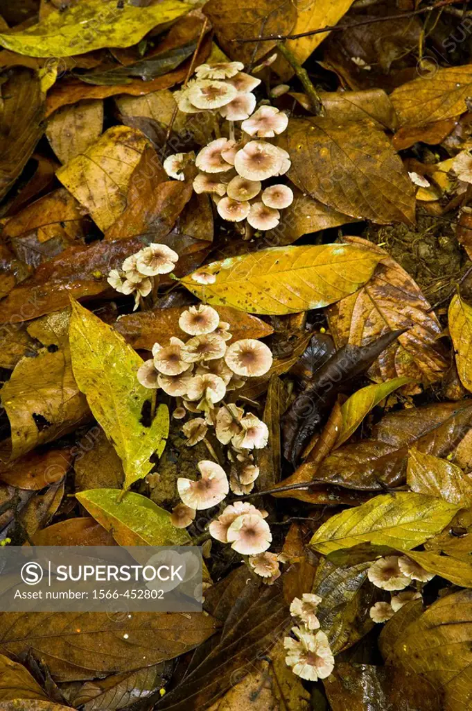 Fungi, Danum Valley Conservation Area. Sabah, Borneo, Malaysia
