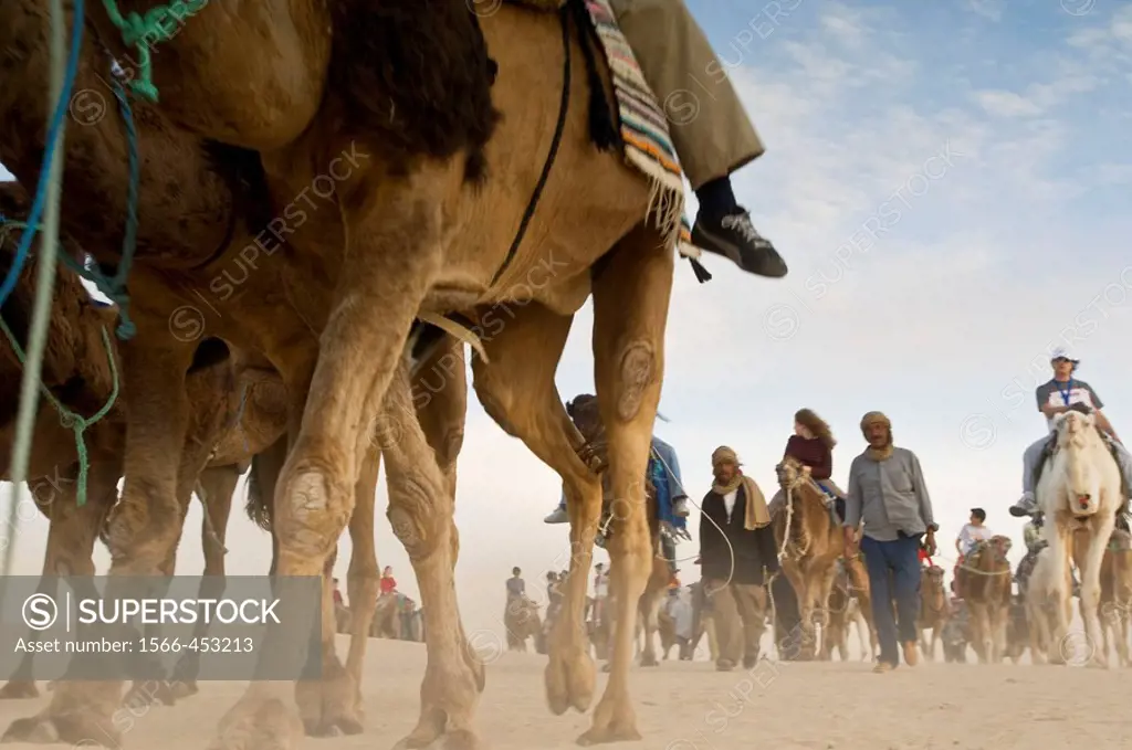 Tourist with camels in the desert near the oasis, Tunisia