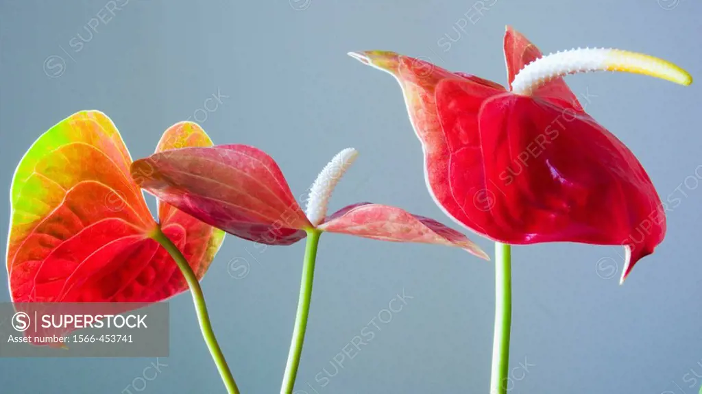 Anthurium flowers