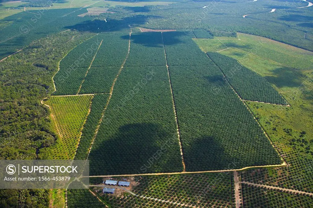 Plantations of oil palms. Sabah, Borneo island, Malaysia