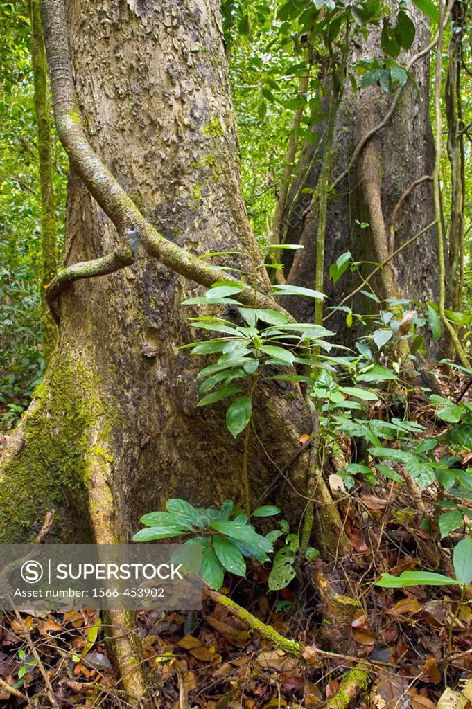 Strangler Fig, Danum Valley Conservation Area. Sabah, Borneo, Malaysia