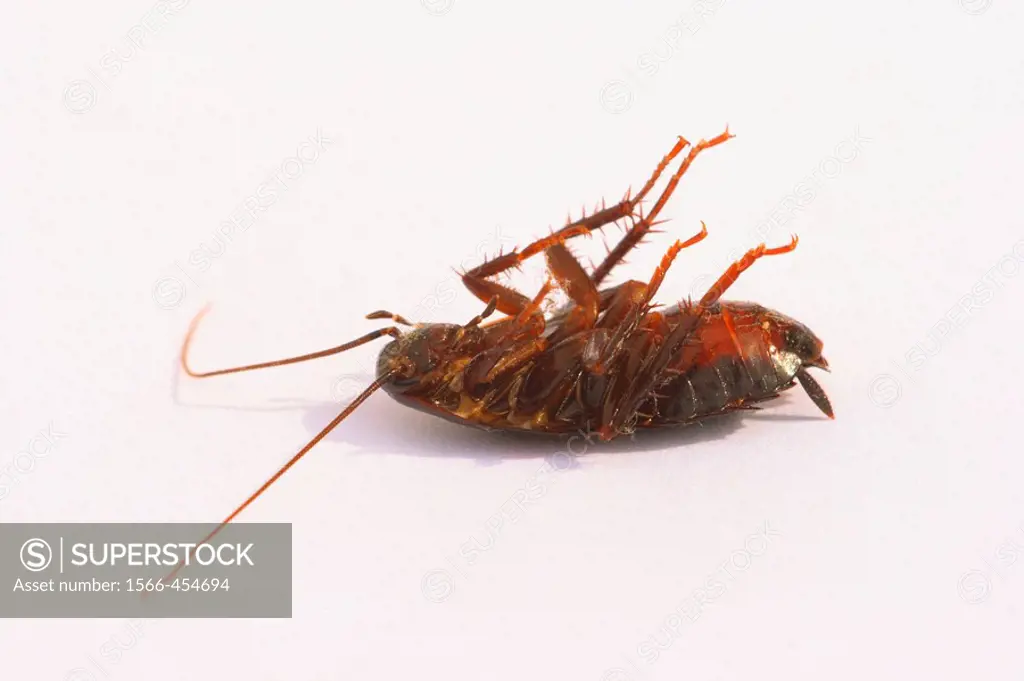 Dead Cockroach (Blatta orientalis)