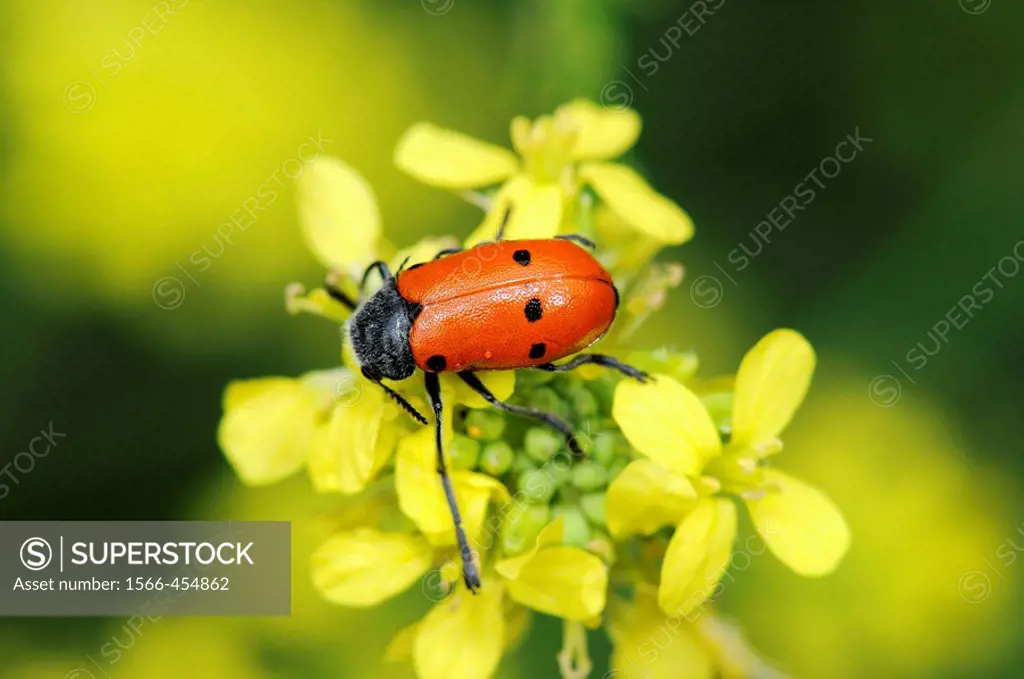 Leaf beetle (Lachnaia vicina). Collserola park, Barcelona, Catalonia, Spain