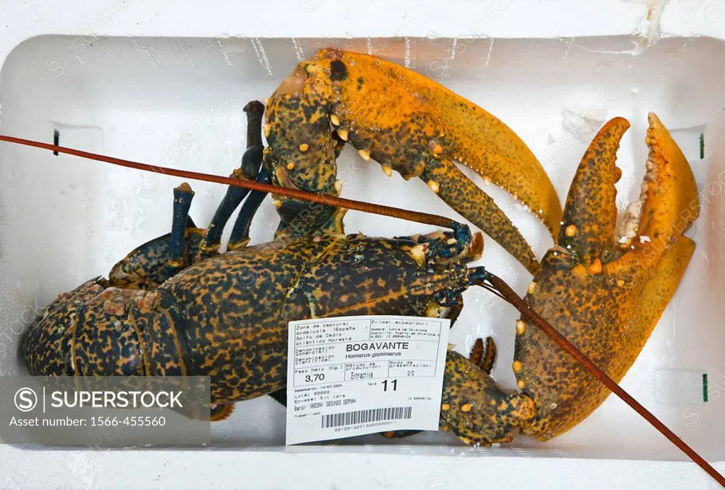 Lobster, Chipiona. Costa de la Luz, Cadiz province, Andalucia, Spain