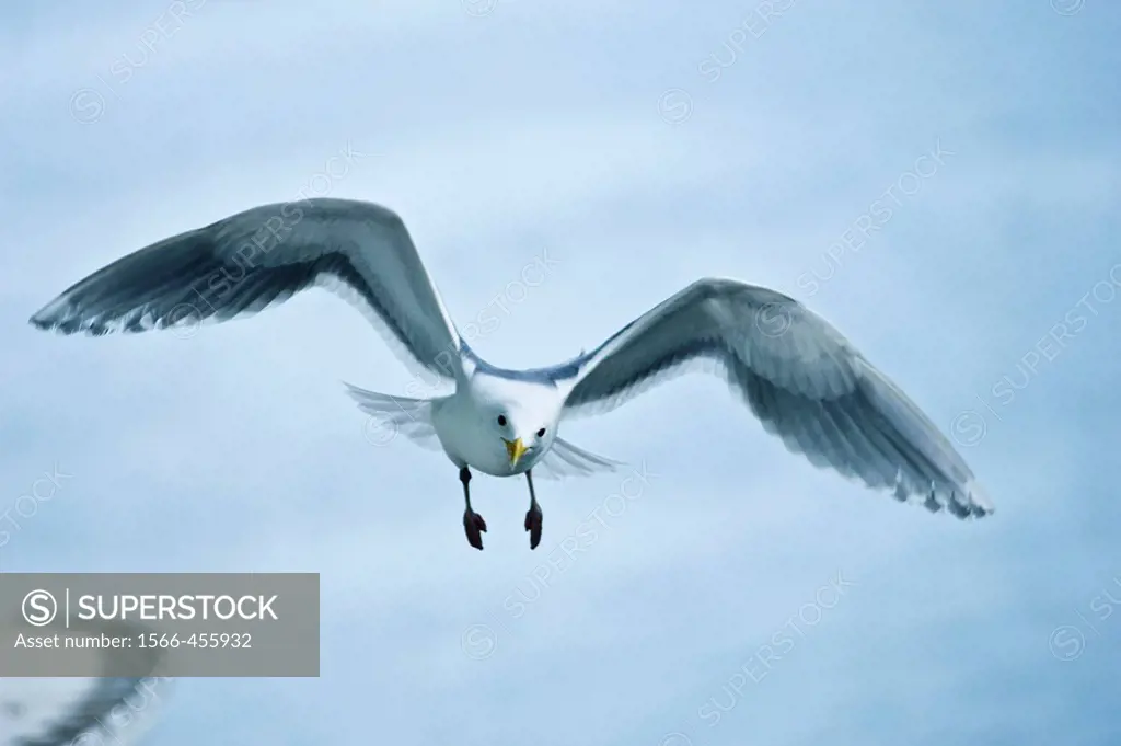 Glaucous-winged Gull (Larus glacescens)