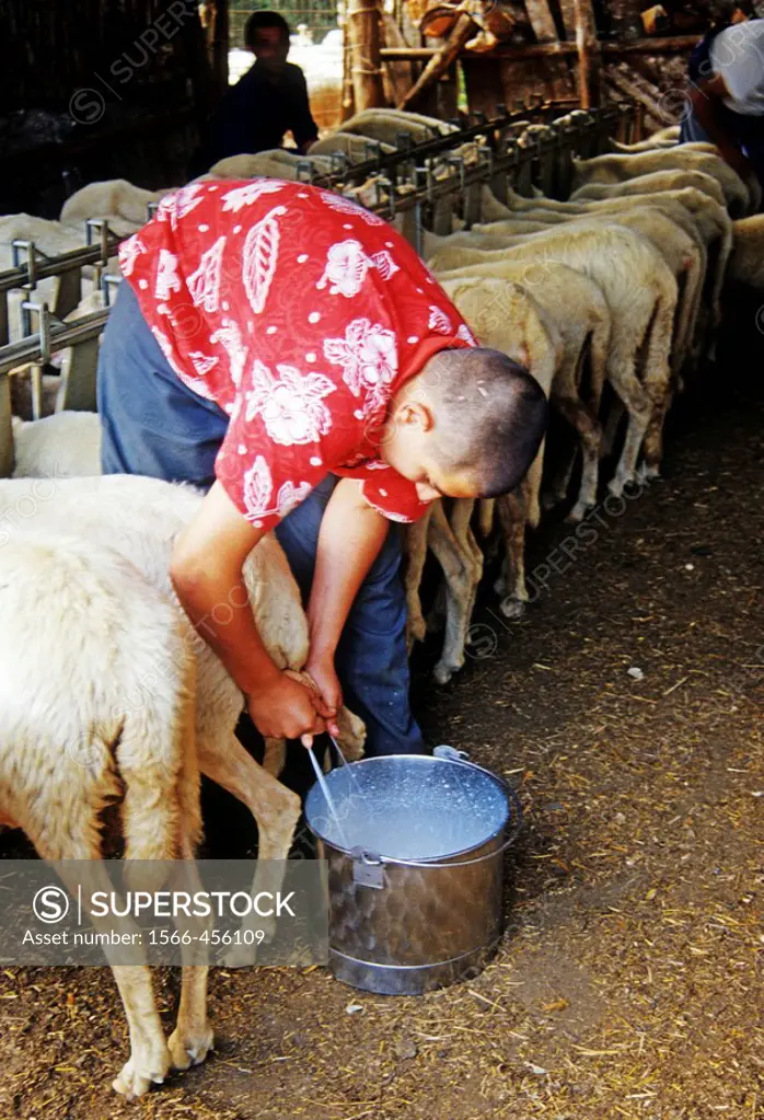 Man milking sheep. Maremma, Tuscany, Italy