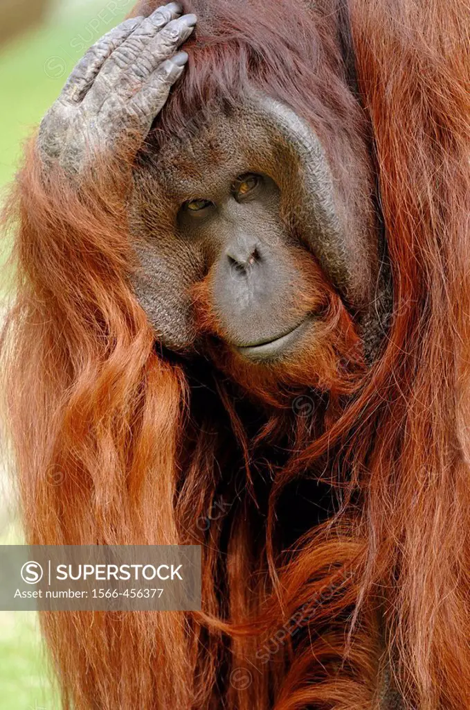 Male orang-utan (Pongo pygmaeus pygmaeus) native to Borneo, captive, IUCN Red list, Endangered EN
