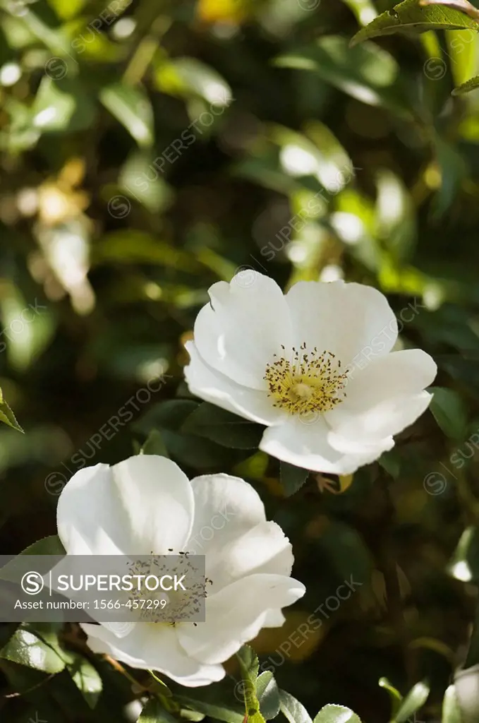 White Rose Flower Duo. Rosa alba semi-plena. March 2008, South Carolina, USA