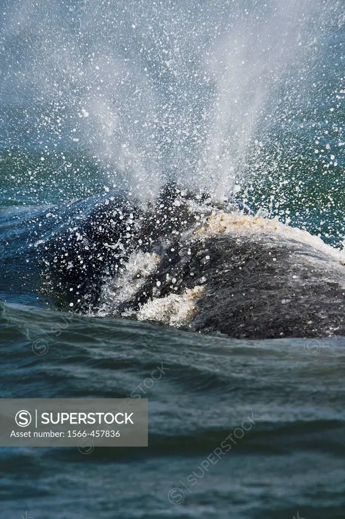 Adult California Gray Whale (Eschrichtius robustus) surfacing (note blow from two blow holes of whale) in Magdalena Bay near Puerto Lopez Mateos on th...