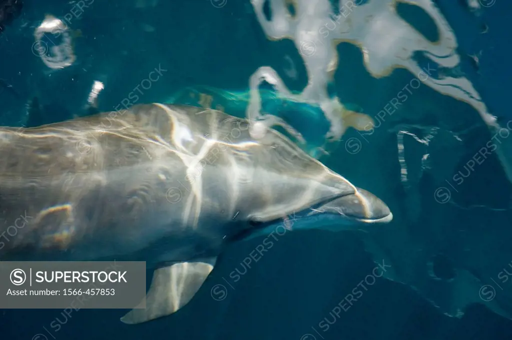 Offshore type bottlenose dolphin Tursiops truncatus bow-riding the hull of the National Geographic Sea Bird in the midriff region of the Gulf of Calif...