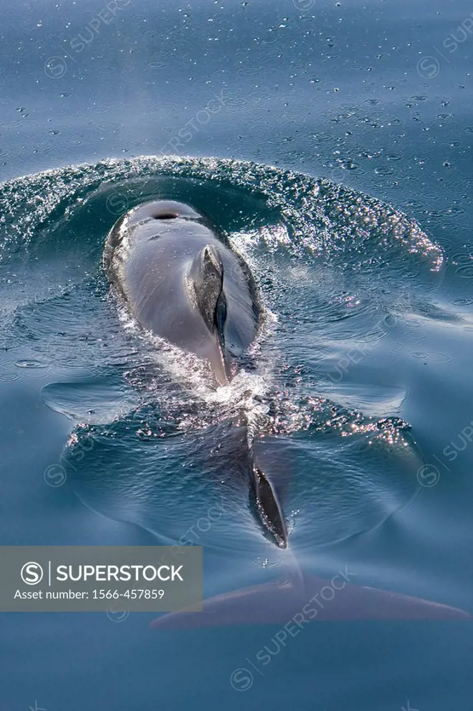 A pod of 40 to 50 short-finned pilot whales (Globicephala macrorhynchus) encountered SW of Isla San Pedro Martir in the midriff region of the Gulf of ...