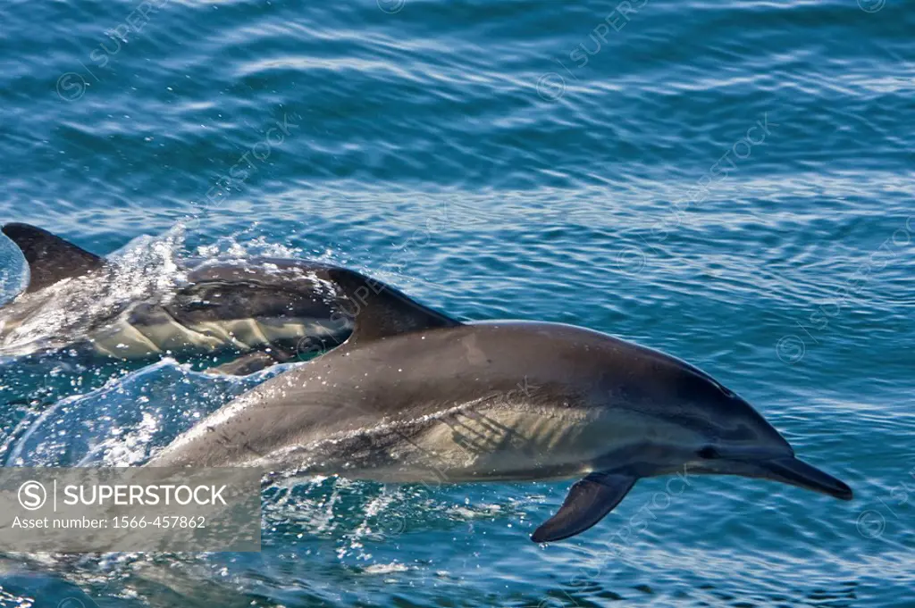 Long-beaked Common Dolphin pod Delphinus capensis encountered off Isla Espiritu Santo in the southern Gulf of California Sea of Cortez, Baja Californi...