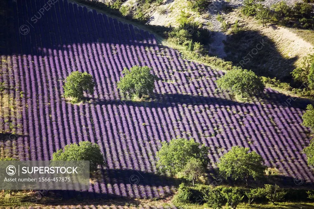 France  Provence Sault en Provence  Lavender fields