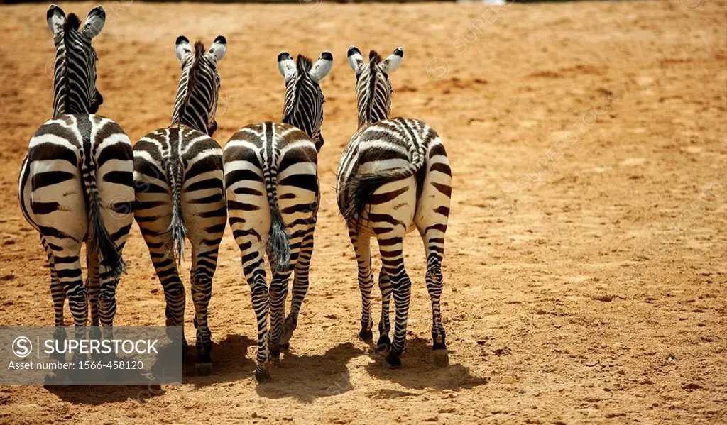 Four funny sister zebras