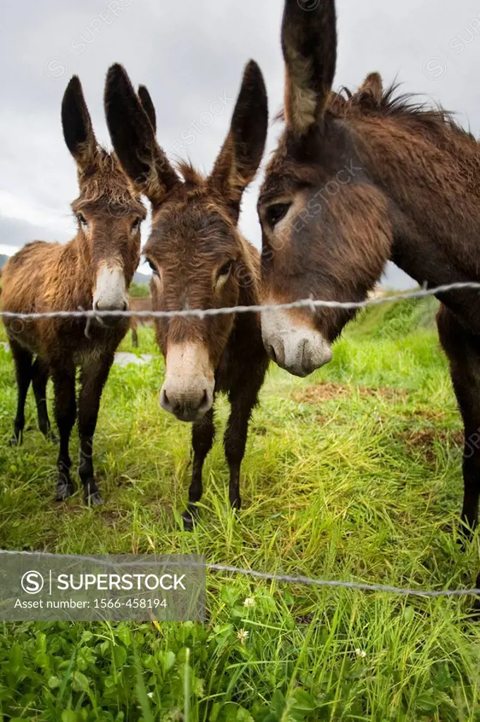 Donkeys in field Equus asinus