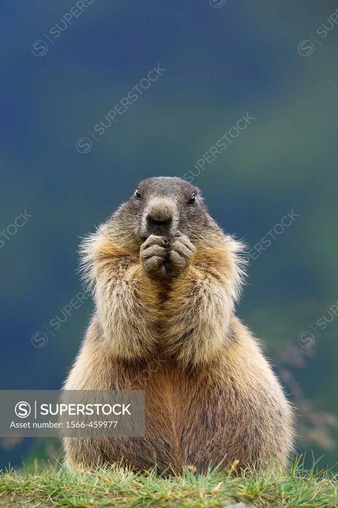 Alpine Marmot Marmota marmota