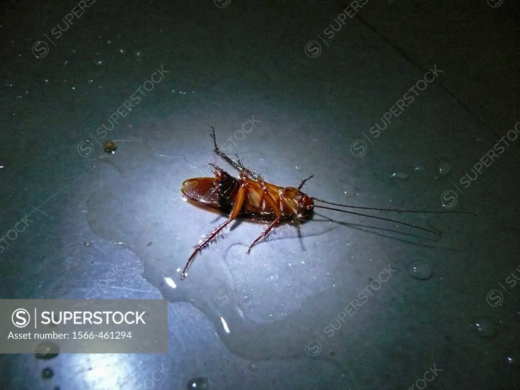 Cockroach. Cockroaches (or simply ´roaches´) are insects of the order Blattodea. This name derives from the Latin word for ´cockroach´, blatta. Cockro...