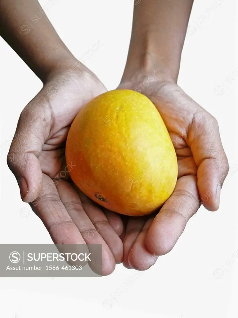 Alphonso mangoe is in human hands. Mangifera indica L. Anacardiaceae, Alphonso mango. The flesh of a mango is peachlike and juicy, with more or less n...