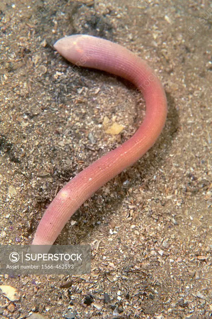 Eastern Atlantic Galicia Spain Peanut worm Marine worm Sipunculus nudus, Sipuncula