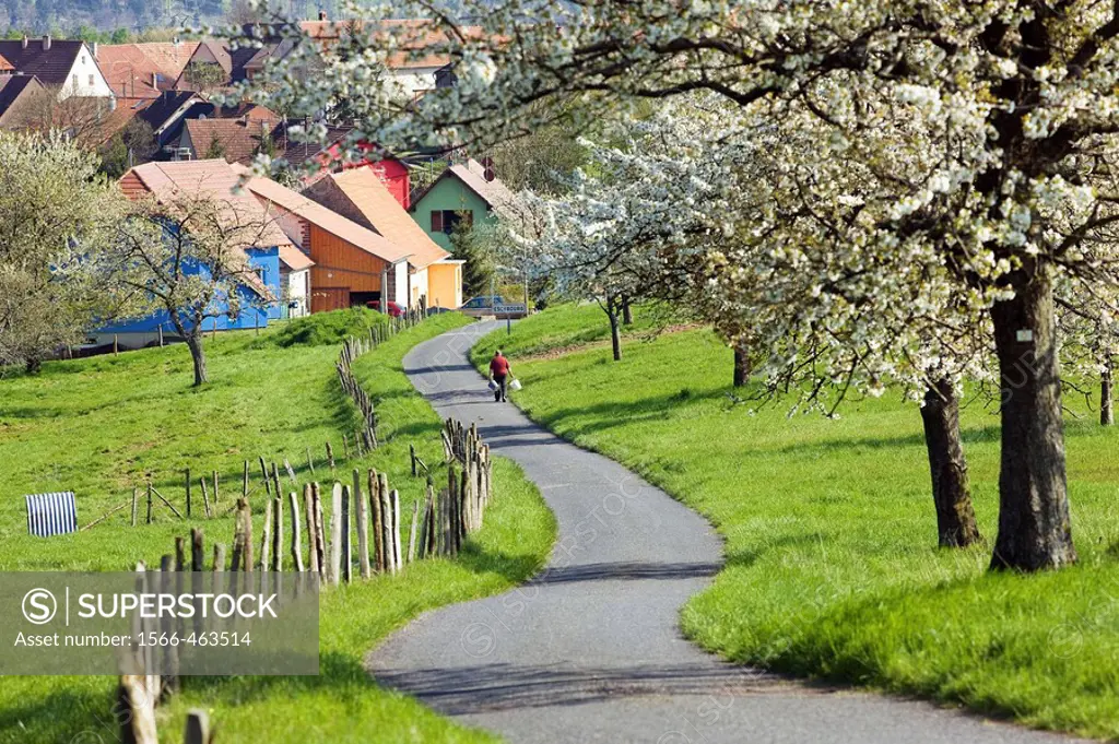 Man on country road lined with blooming apple trees and village, Alsace, France