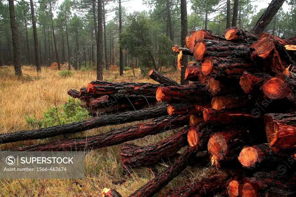 Maritime Pine (Pinus pinaster) logs, Monte Pina. Alto Palancia, Castellon province, Comunidad Valenciana, Spain