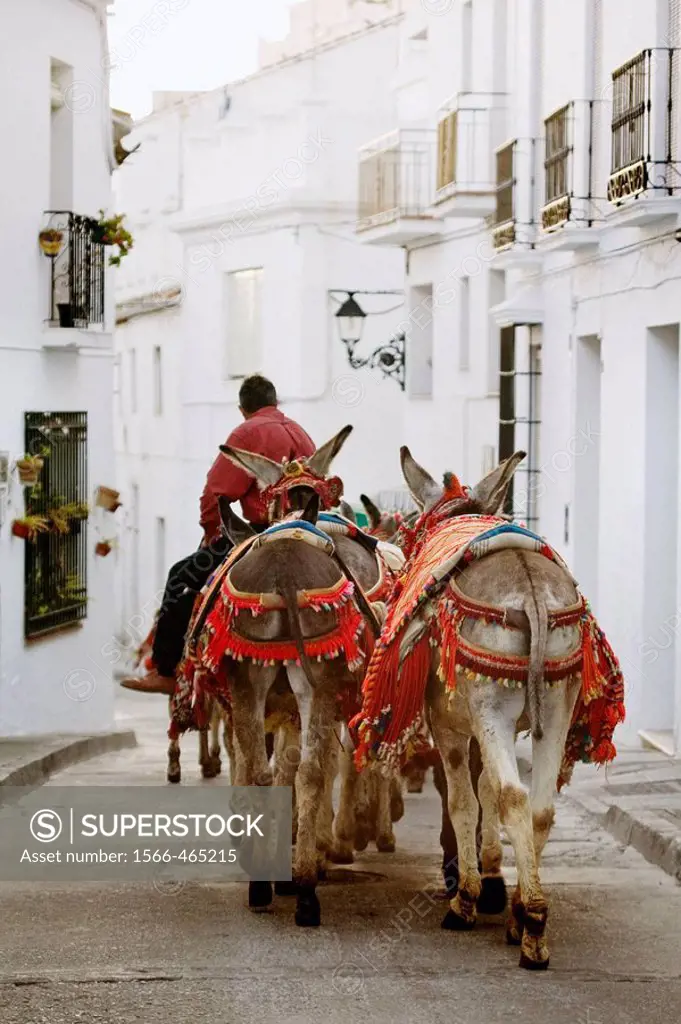 ´Burrotaxis´ donkeys, Mijas. Pueblos Blancos (´white towns´), Costa del Sol, Malaga province, Andalucia, Spain