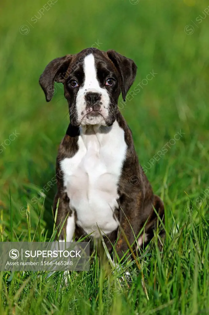 Dog, Boxer pup, Germany