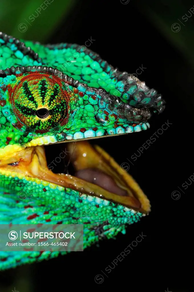 Panther Chameleon (Furcifer pardalis), male