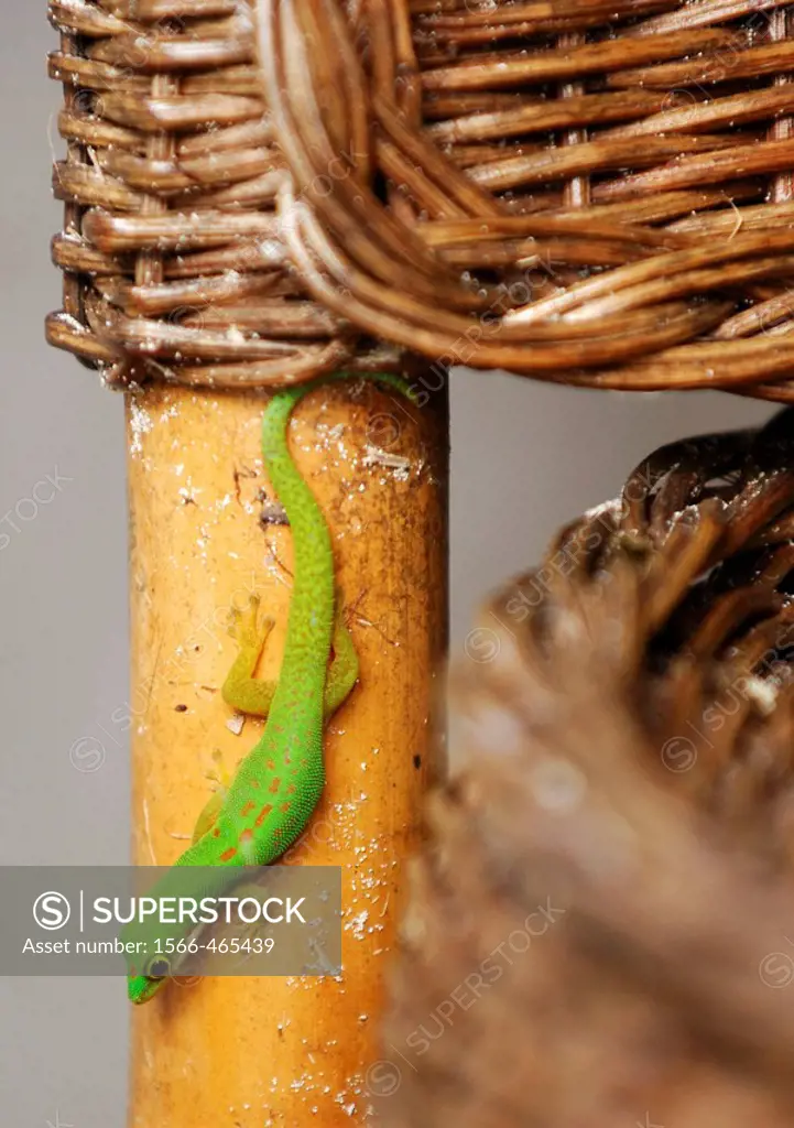 Gecko (Phelsuma madagascariensis)