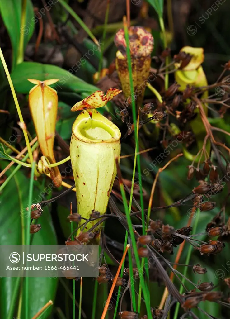 Pitcher Plant (Nepenthes madagascariensis)