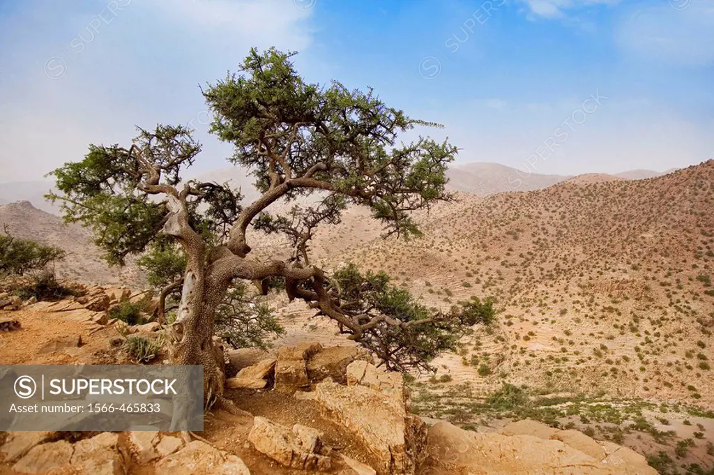 Morocco, southern Anti-Atlas mountains and argan
