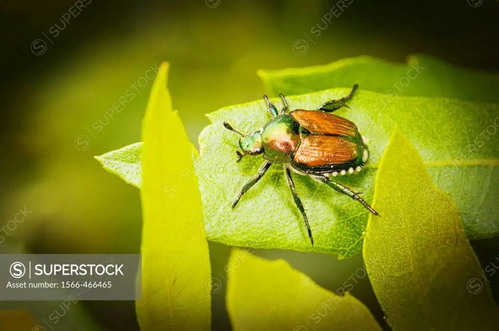 Japanese Beetle, Popilla japonica