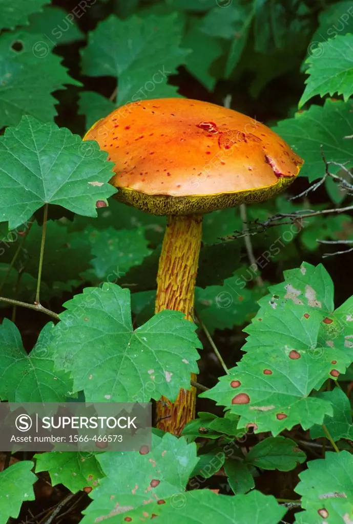 Mushroom, Cheaha State Park, Alabama, USA