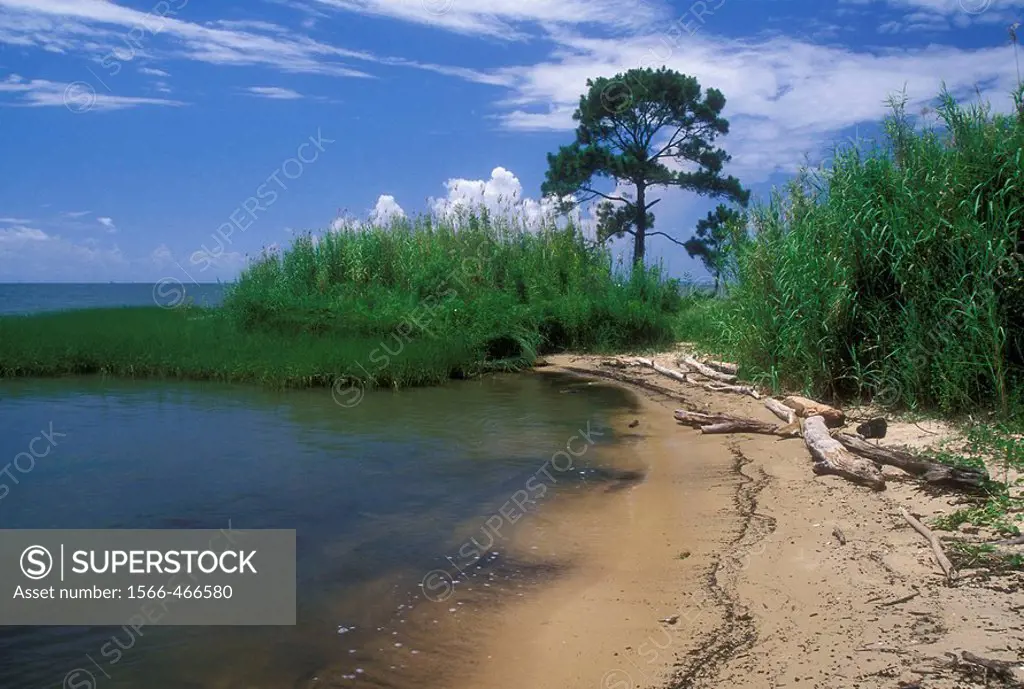 Pine on shoreline, Bayfront Park, Mobile County, Alabama, USA