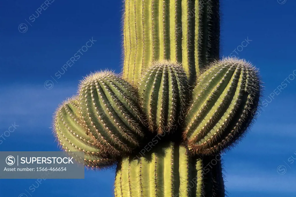 Saguaro, Table Top Wilderness, Sonoran Desert National Monument, Arizona, USA